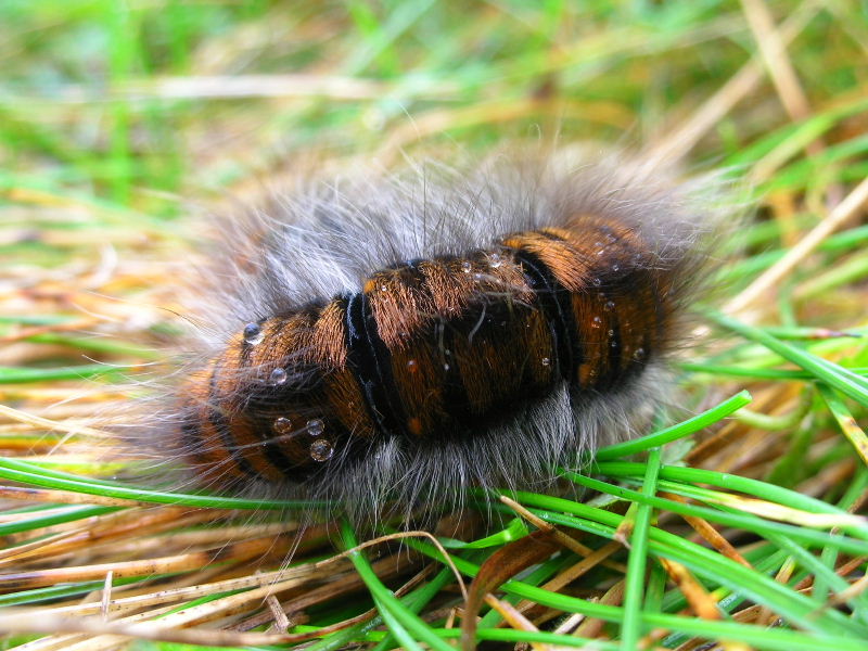 Bruco di Lasiocampidae - Macrothylacia rubi